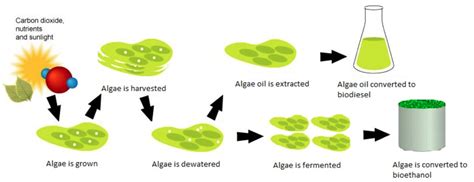 How to make algae